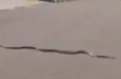 Mangaluru: King Cobra escapes from Pilikula, rescued
